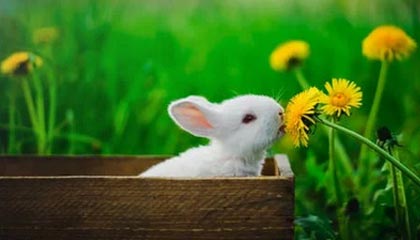 宁波男篮社媒分享祝福并配文：祝贺王凡懿升级奶爸